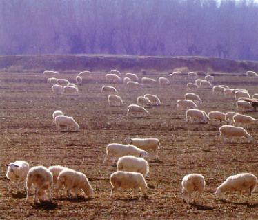 phoca thumb s ovejas pastando